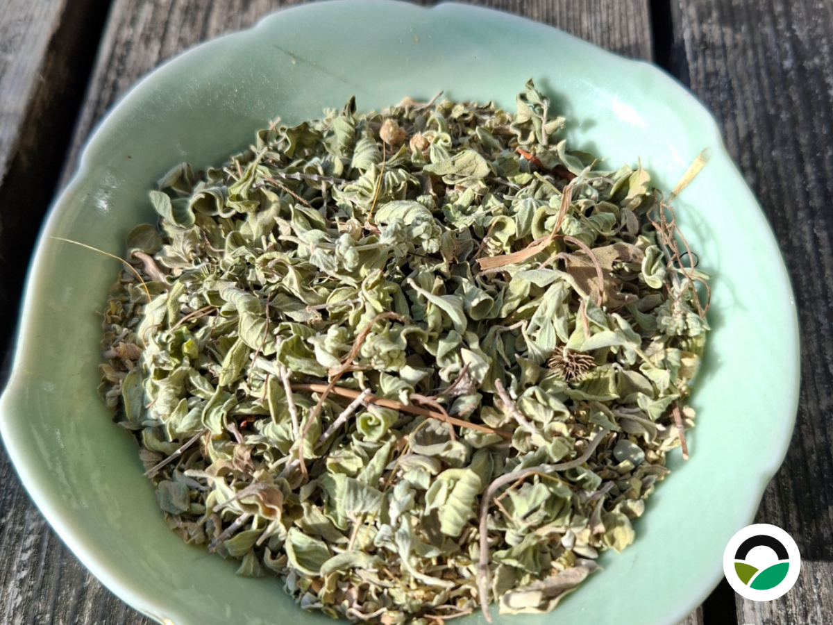 Cyprus Oregano (Origanum cordifolium)
