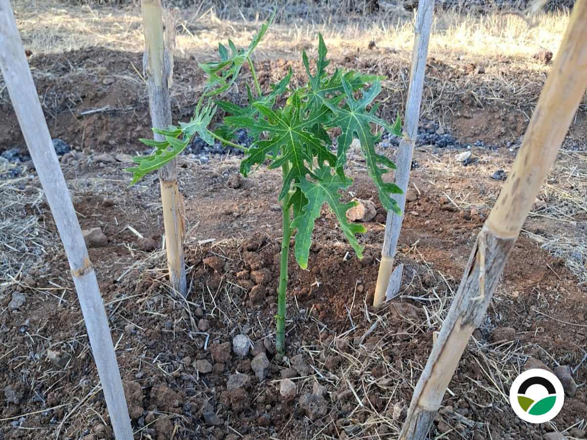 Planting papaya trees for future harvests at Mavronero Farm