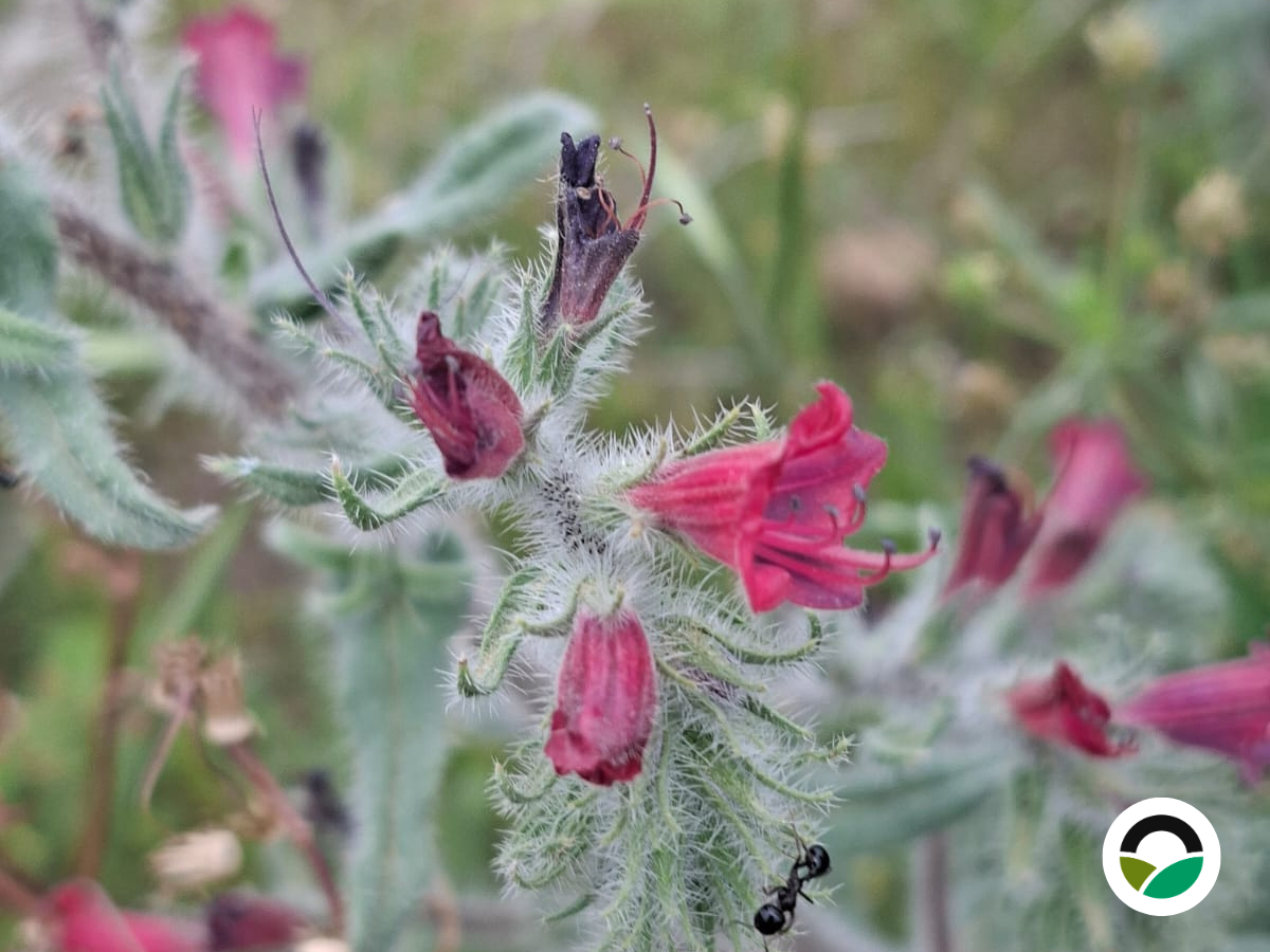 Purple viper’s bugloss: a vibrant wildflower supporting Mediterranean biodiversity