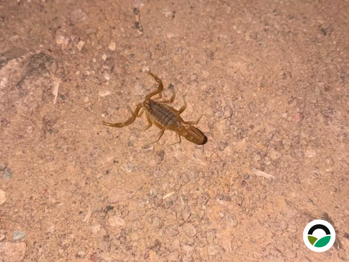 Yellow scorpions of Cyprus: silent hunters of the Mediterranean night