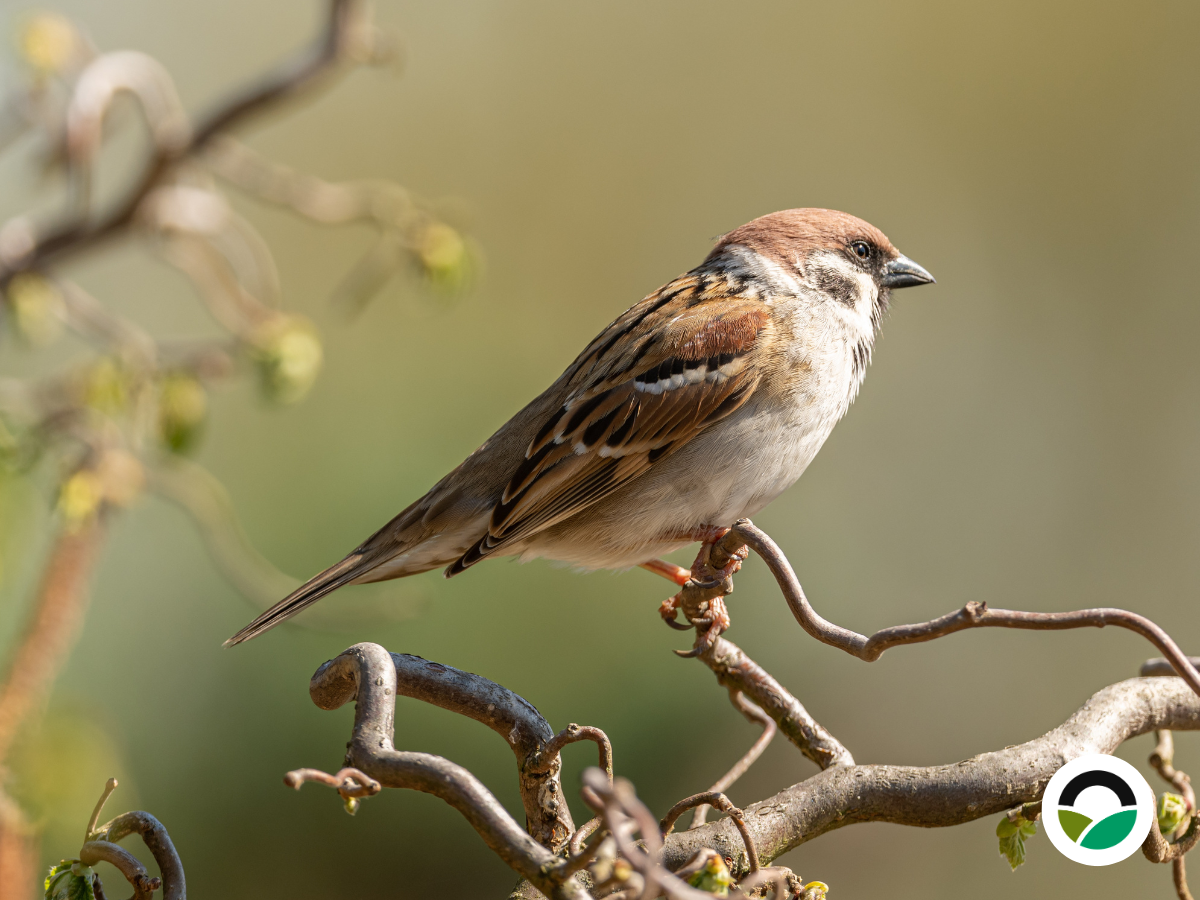 Eurasian Tree Sparrow (Passer montanus)