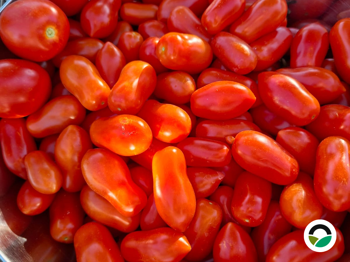 From planting to harvest: the tomato harvest at Mavronero