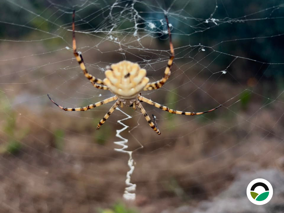 Wasp Spider observed at Mavronero