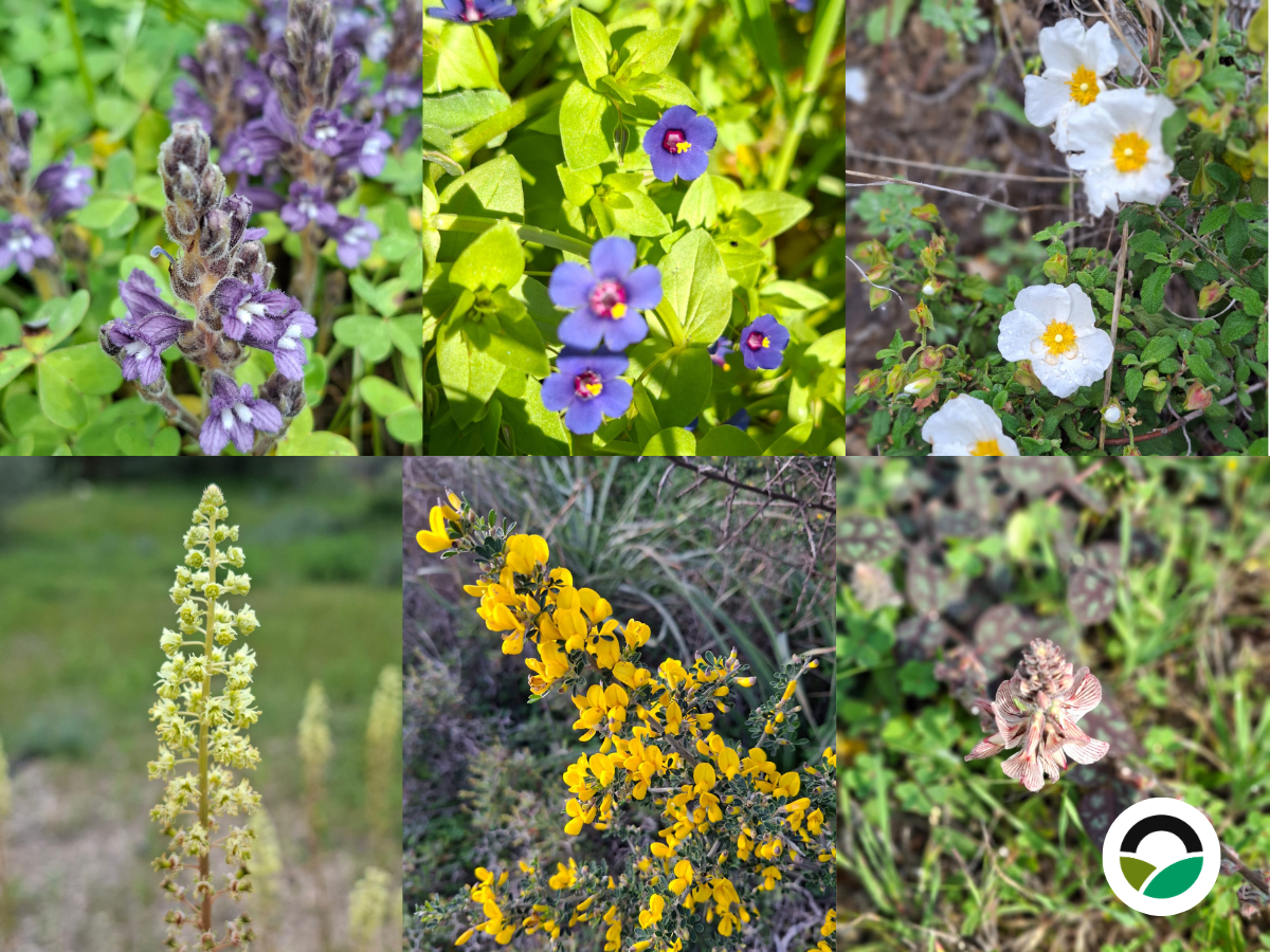 Why wild plants matter in agricultural landscapes