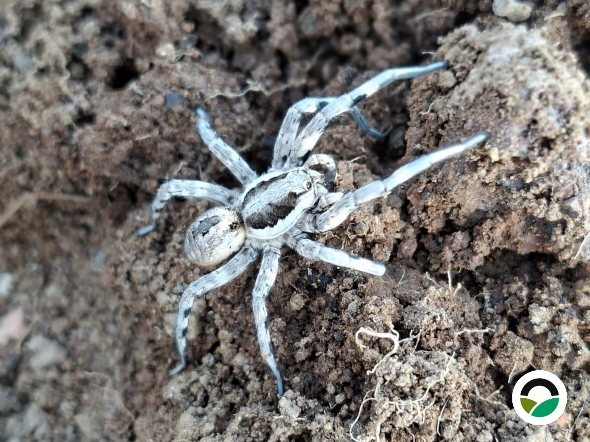 Wolf Spider (Lycosa praegrandis)