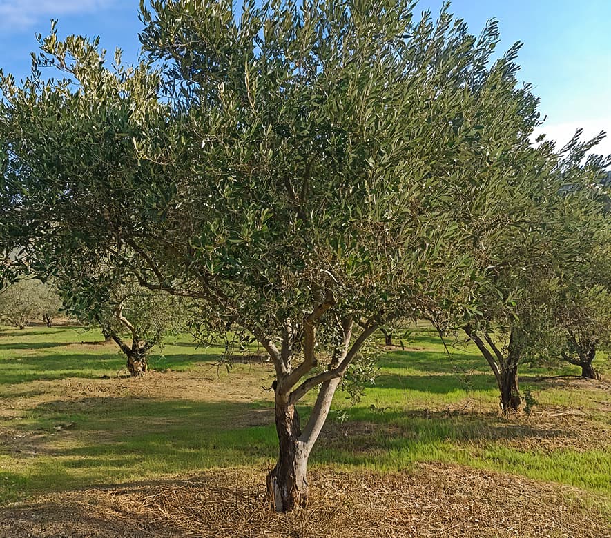 Tree Image